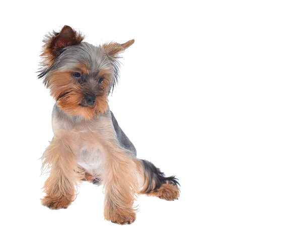 Filhote de cachorro retrato yorkshire terrier — Fotografia de Stock