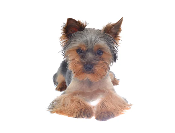 Porträt welpe yorkshire terrier — Stockfoto