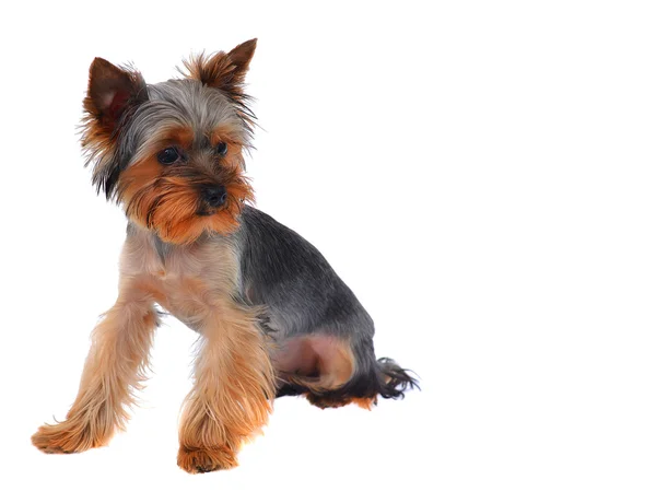 Portrét štěně Jorkšírský teriér — Stock fotografie