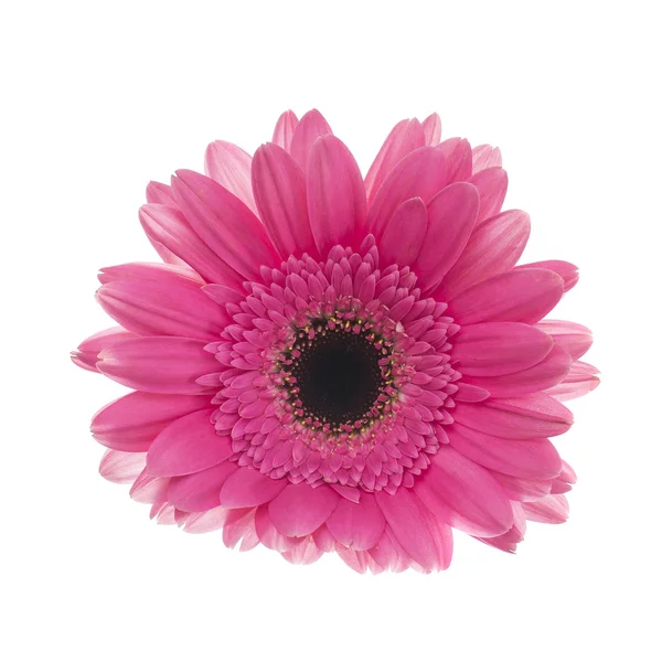 Gerbera Flower Isolated on White Background — Stock Photo, Image