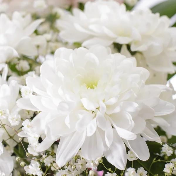 Bouquet de Chrysanthèmes Isolé — Photo