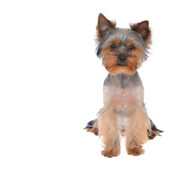 Portrét štěně Jorkšírský teriér — Stock fotografie