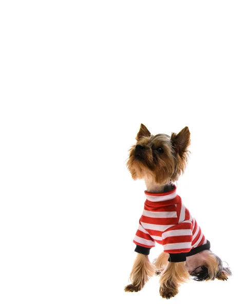 Filhote de cachorro retrato yorkshire terrier — Fotografia de Stock