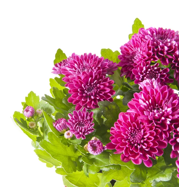 Bouquet of Chrysanthemums terisolasi — Stok Foto