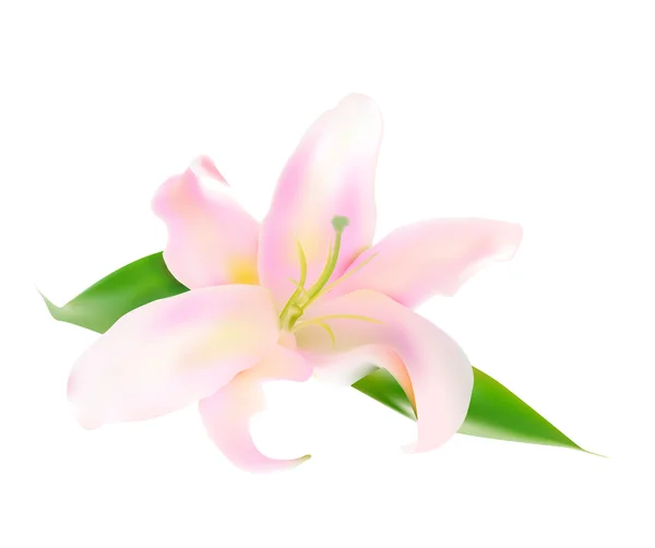 Realistic Pink Lily Vector Illustration — Stock Vector