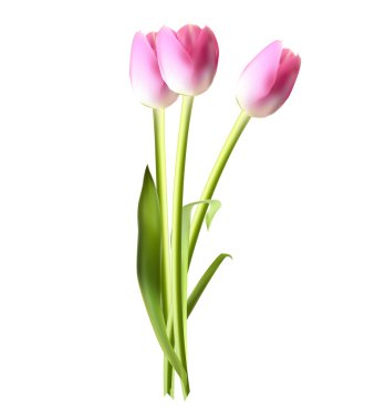 Güzel pembe gerçekçi Tulip vektör çizim