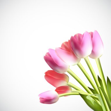 Güzel pembe gerçekçi Tulip vektör çizim