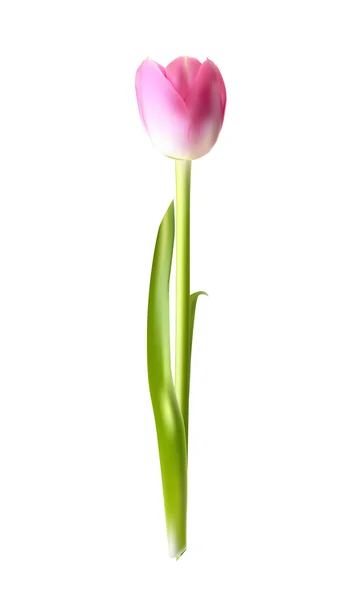 Belle illustration vectorielle tulipe réaliste rose — Image vectorielle