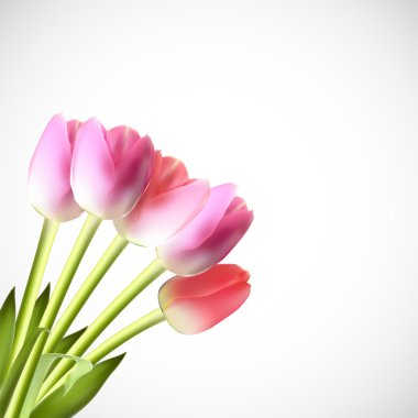 Güzel pembe gerçekçi Tulip vektör çizim