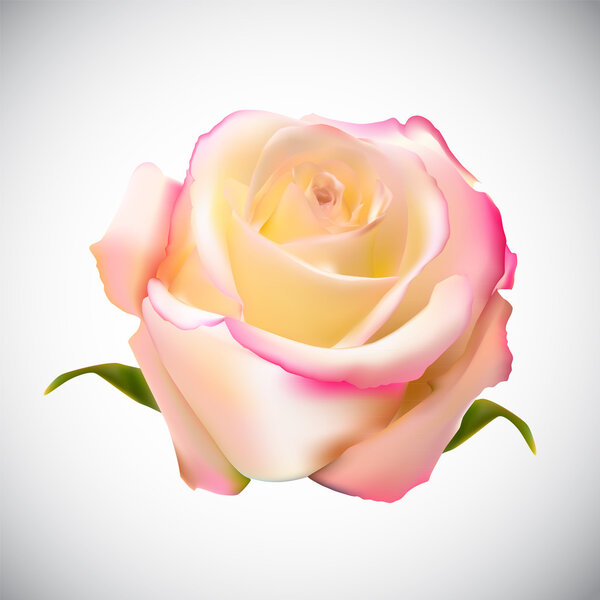 Realistic Rose High Quality Vector Illustration