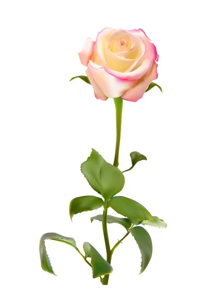 Realistische Rose hoge kwaliteit vectorillustratie — Stockvector