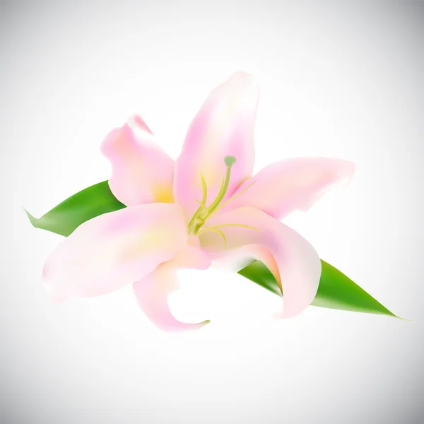 Realistic Pink Lily Vector Illustration — Stock Vector