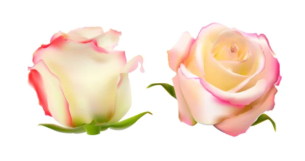 Realistic Rose Ilustração vetorial de alta qualidade — Vetor de Stock