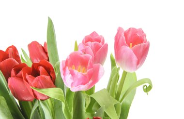 Güzel kırmızı lale. İzole