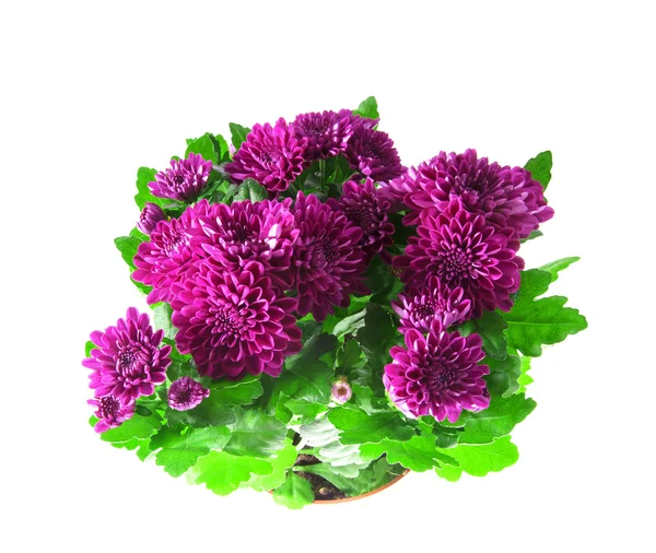 Boeket van chrysanten geïsoleerd — Stockfoto