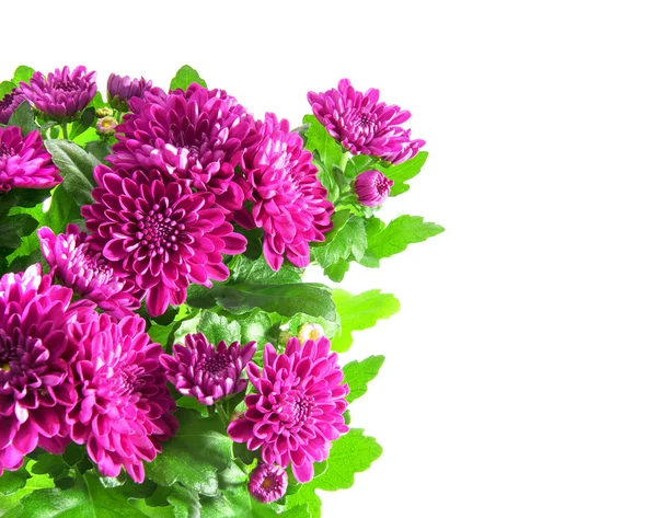 Boeket van chrysanten geïsoleerd — Stockfoto