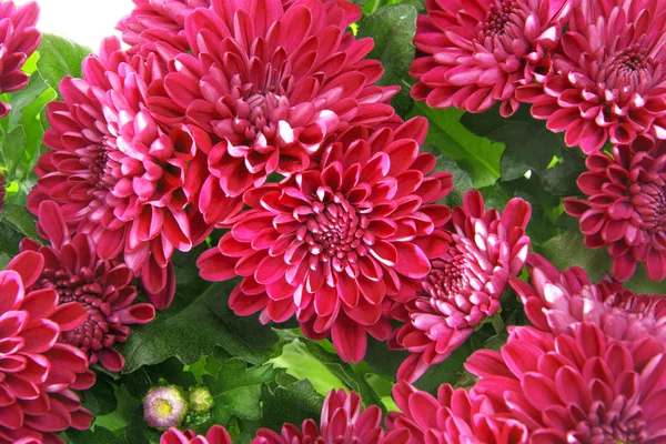 Bouquet of Chrysanthemums Isolated