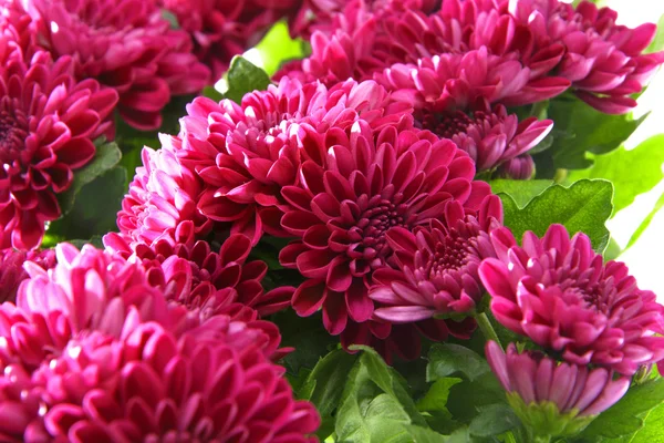 Boeket van chrysanten geïsoleerd — Stockfoto