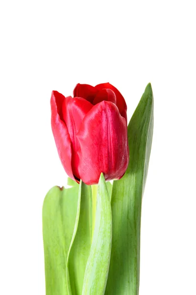 Hermoso Tulipán Rojo. Aislado — Foto de Stock