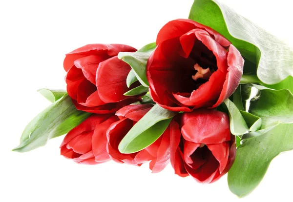 Beautiful Red Tulip. Isolated — Stock Photo, Image