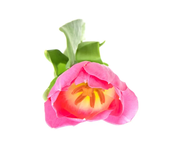 Όμορφο ροζ Tulip. Απομονωθεί — Φωτογραφία Αρχείου