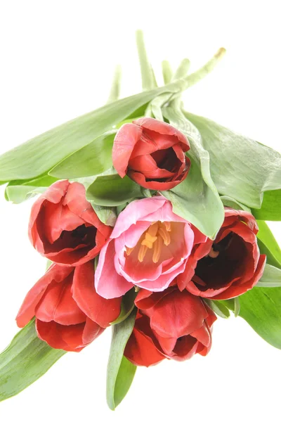 Beautiful red tulip. Isolated — Stock Photo, Image
