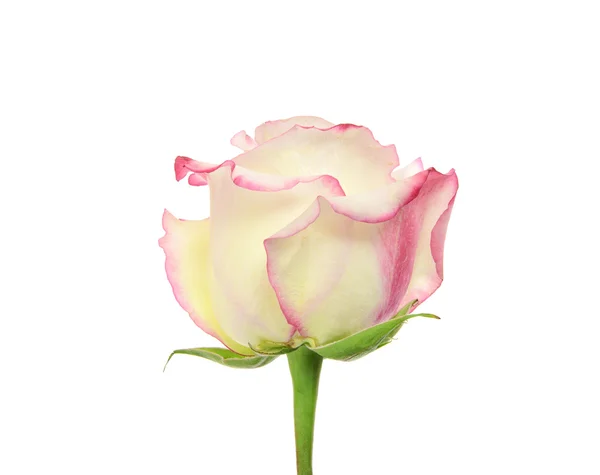 Belles tiges de roses blanches et rouges. Isolé — Photo