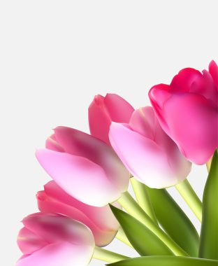 Güzel pembe gerçekçi Tulip arka plan vektör çizim Ep