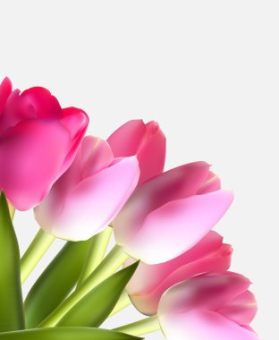 Güzel pembe gerçekçi Tulip arka plan vektör çizim Ep