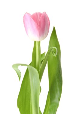 Güzel Pembe Lale. İzole