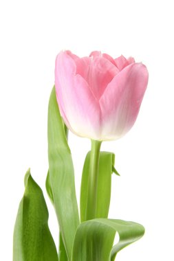 Güzel Pembe Lale. İzole