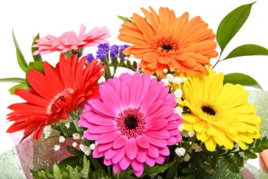 Gerbera çiçeği beyaz arkaplanda izole edilmiş
