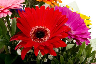 Gerbera çiçeği beyaz arkaplanda izole edilmiş