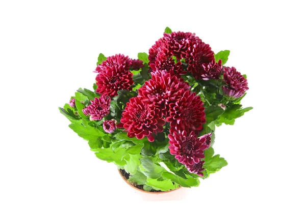 Boeket van chrysanten geïsoleerd — Stockfoto