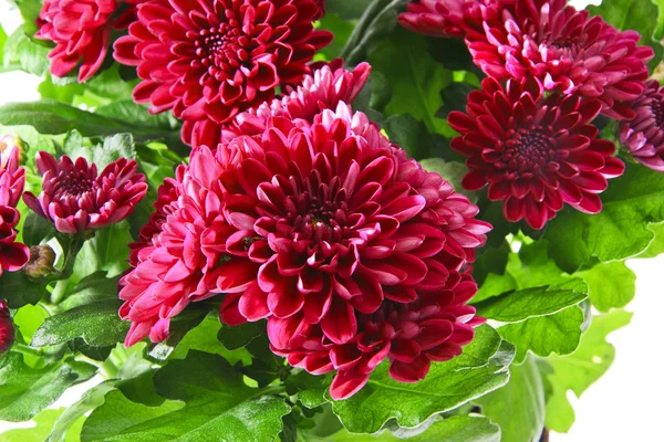 Strauß Chrysanthemen isoliert — Stockfoto