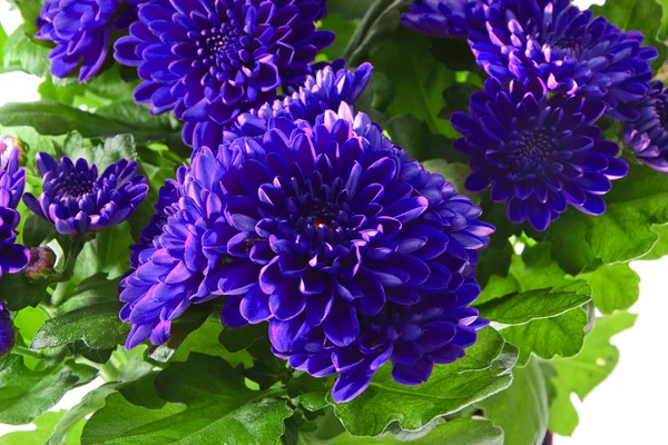 Boeket van chrysanten geïsoleerd — Stockfoto