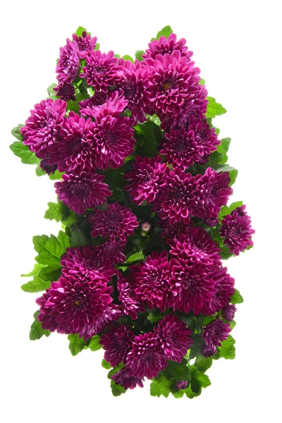 Bouquet of Chrysanthemums terisolasi — Stok Foto