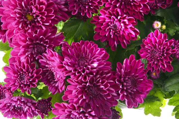 Bouquet of Chrysanthemums Isolated — Stock Photo, Image