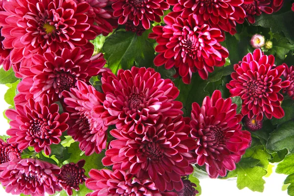 Boeket van chrysanten geïsoleerd — Stockfoto