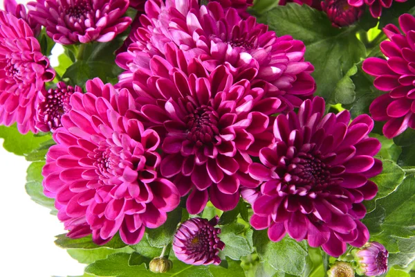 Strauß Chrysanthemen isoliert — Stockfoto