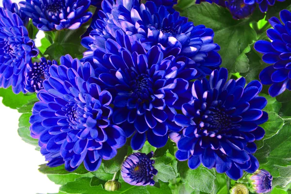 Bouquet of Chrysanthemums Isolated — Stock Photo, Image