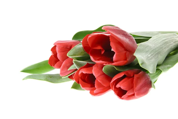 Hermoso Tulipán Rojo. Aislado — Foto de Stock