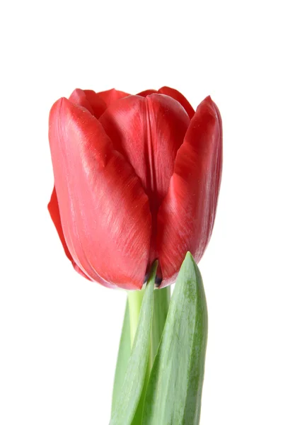 Bellissimo Tulipano Rosso. Isolato — Foto Stock