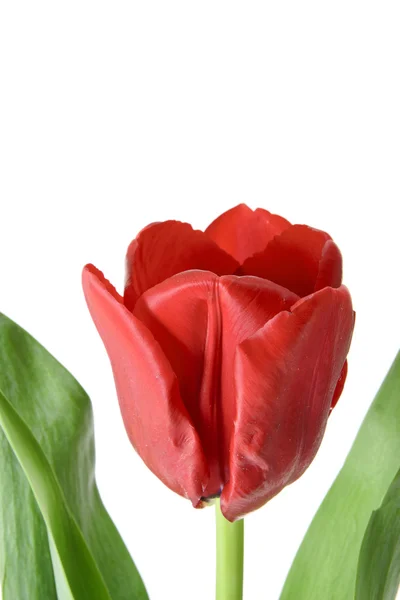 Hermoso Tulipán Rojo. Aislado — Foto de Stock