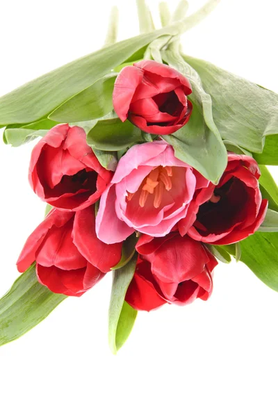 Beautiful Red Tulip. Isolated — Stock Photo, Image