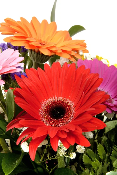 Gerbera Blume isoliert auf weißem Hintergrund — Stockfoto