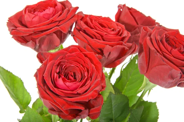 Gyönyörű piros rózsa szára. Elszigetelt — Stock Fotó