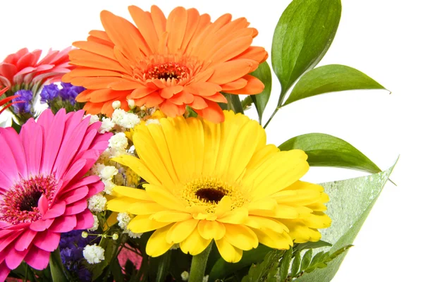 Flor de gerbera isolada sobre fundo branco — Fotografia de Stock