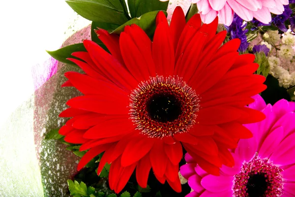 Gerbera Blume isoliert auf weißem Hintergrund — Stockfoto