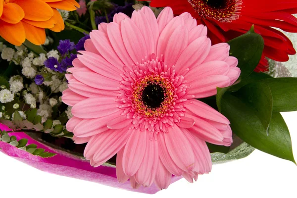 Gerbera Blume isoliert auf weißem Hintergrund — Stockfoto